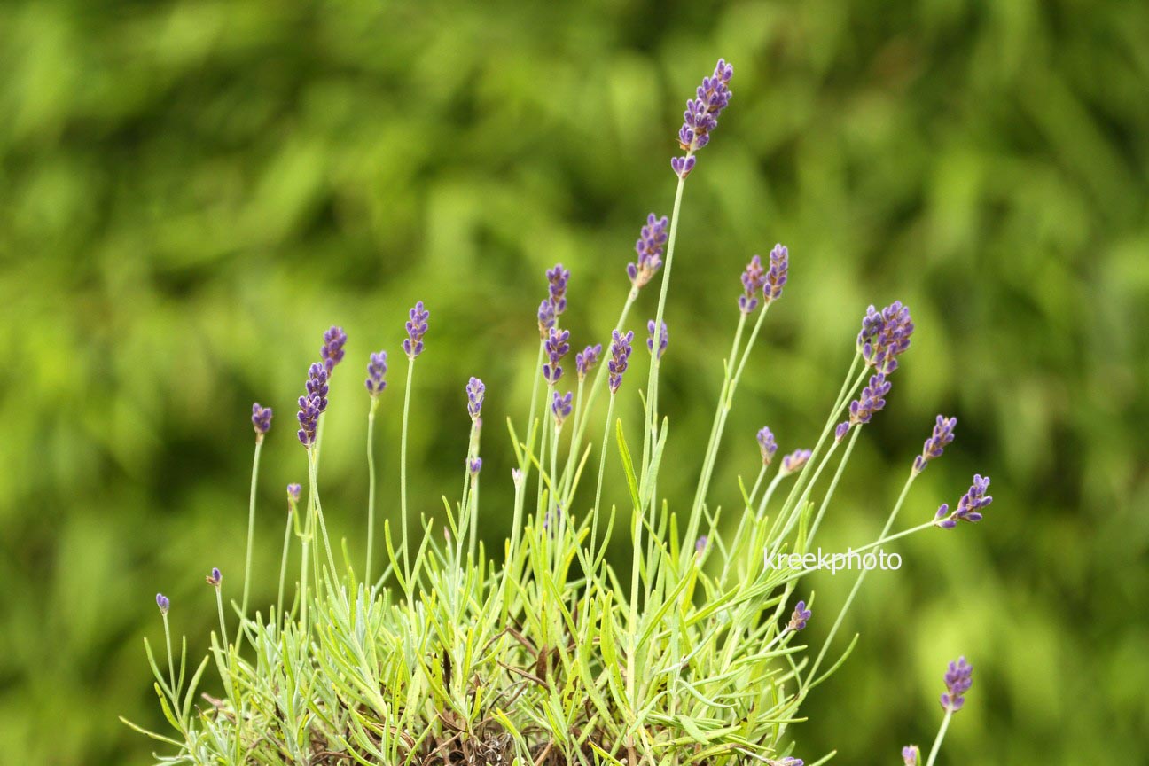 Lavandula angustifolia 'Blue Ice'