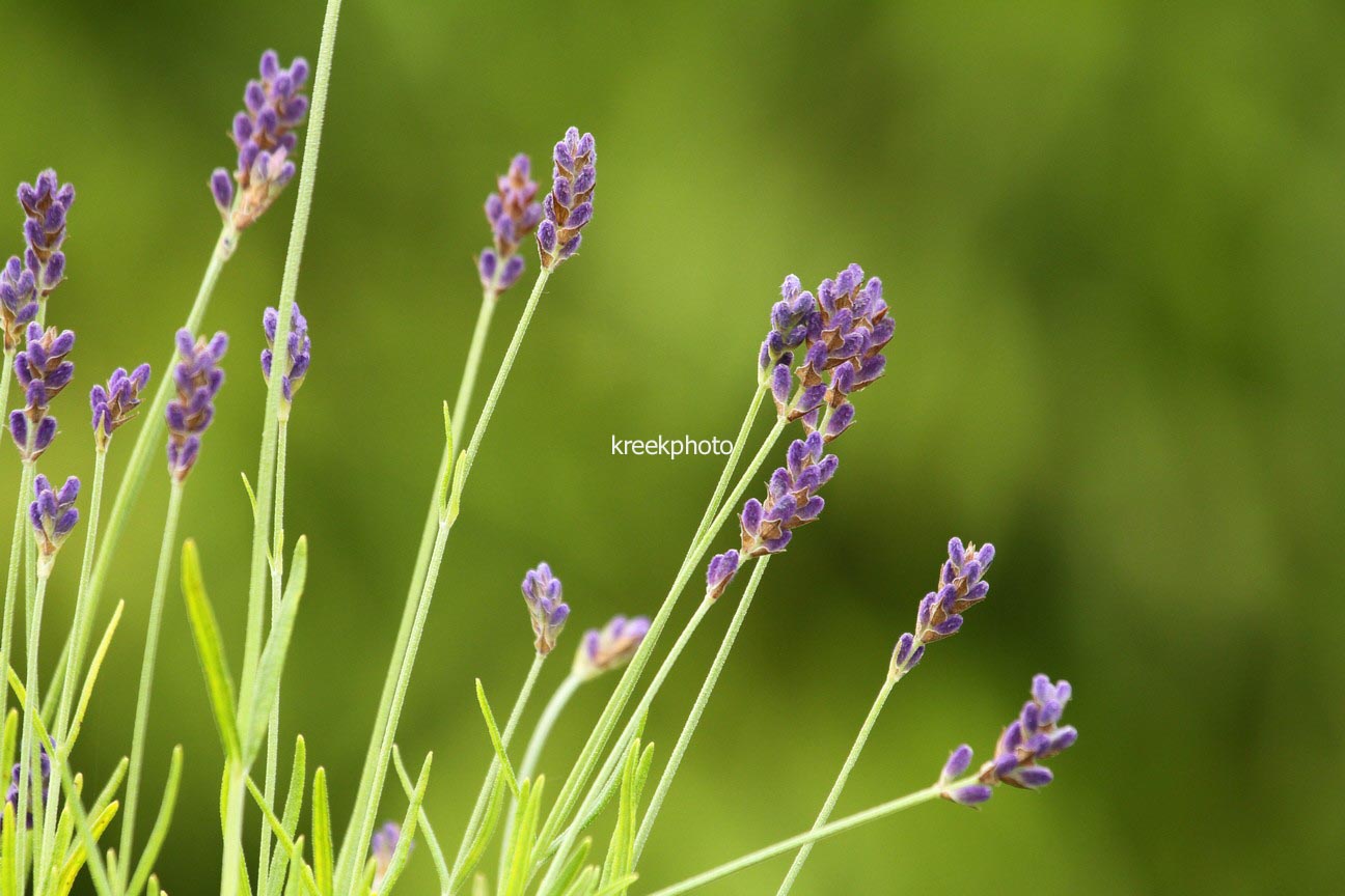 Lavandula angustifolia 'Blue Ice'