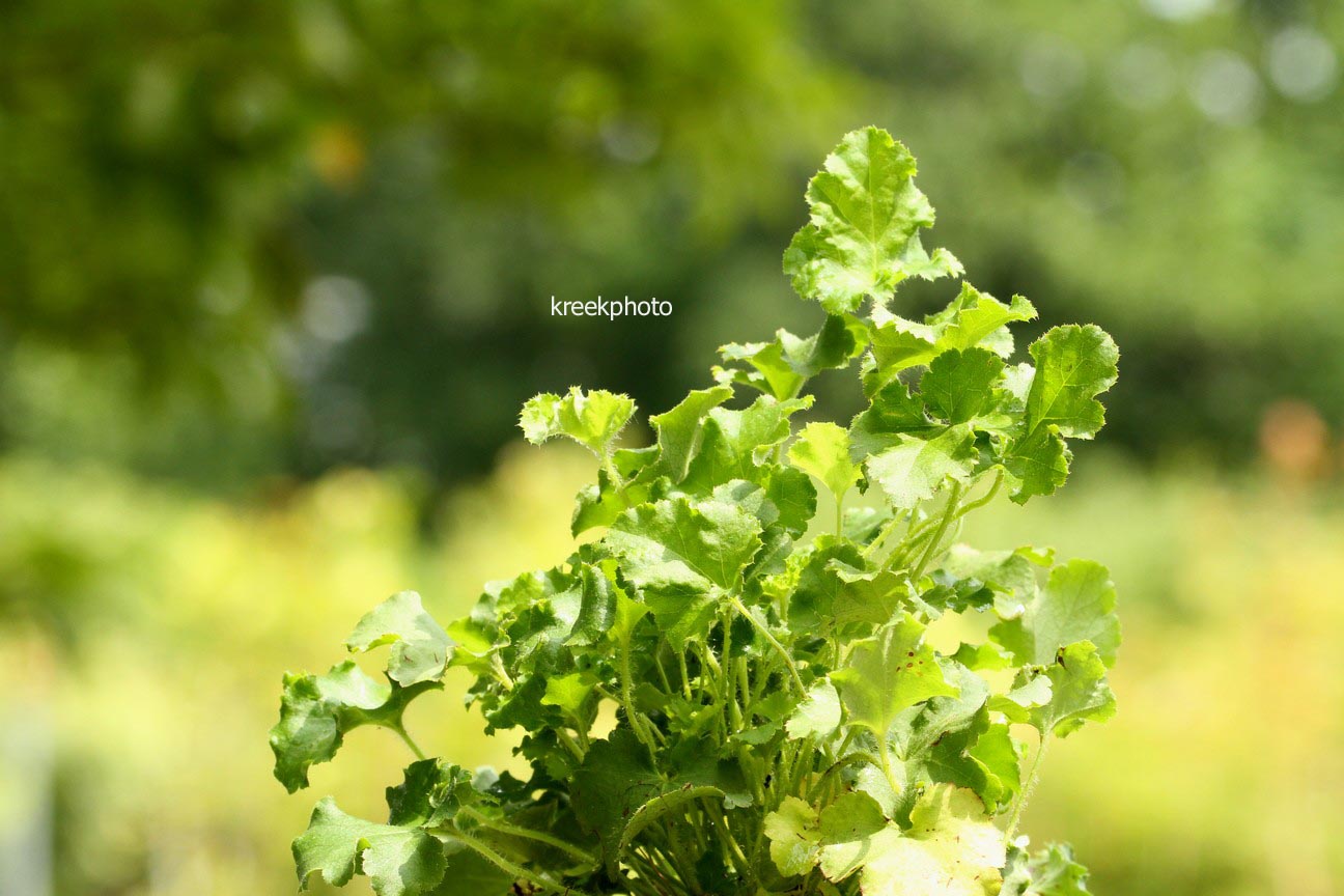 Heuchera americana 'Malachite'