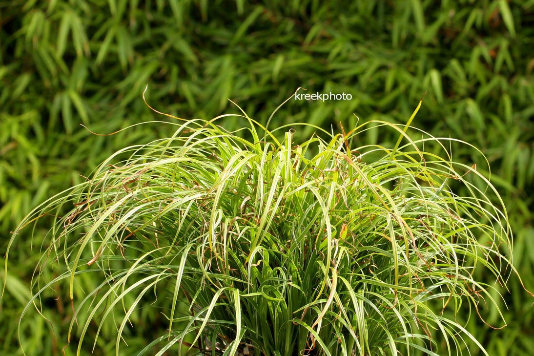 Carex dolichostachya 'Kaga-nishiki'
