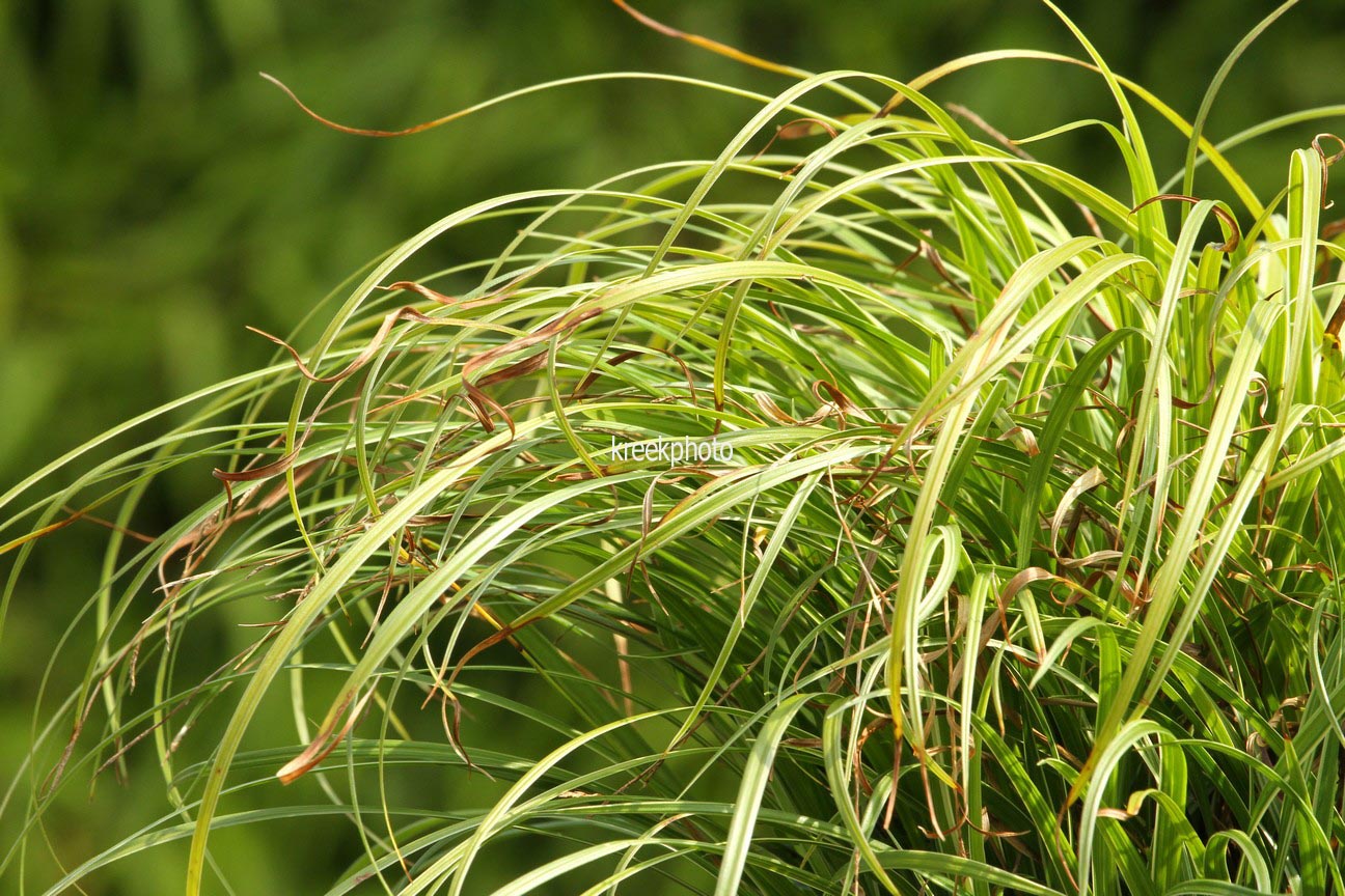 Carex dolichostachya 'Kaga-nishiki'