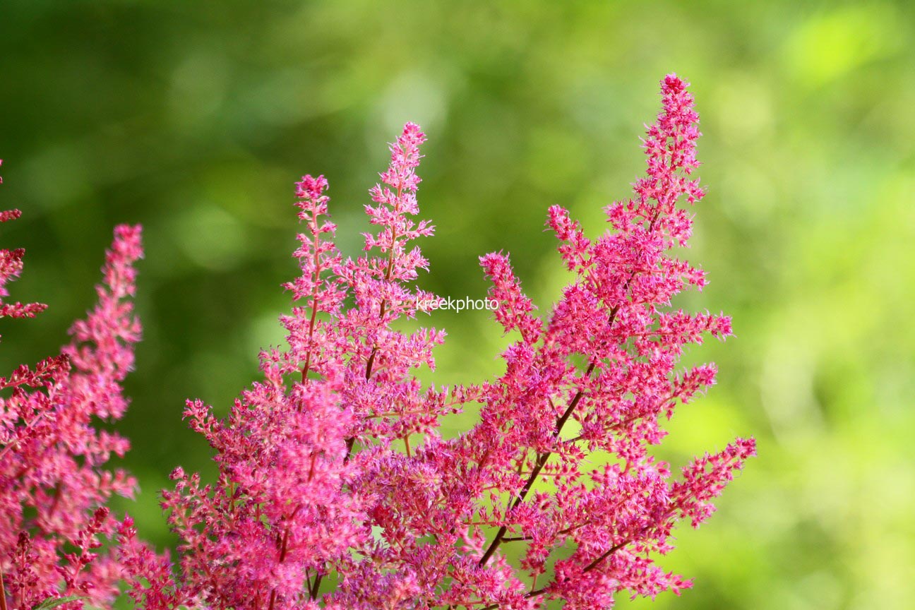 Astilbe 'Elizabeth Bloom'