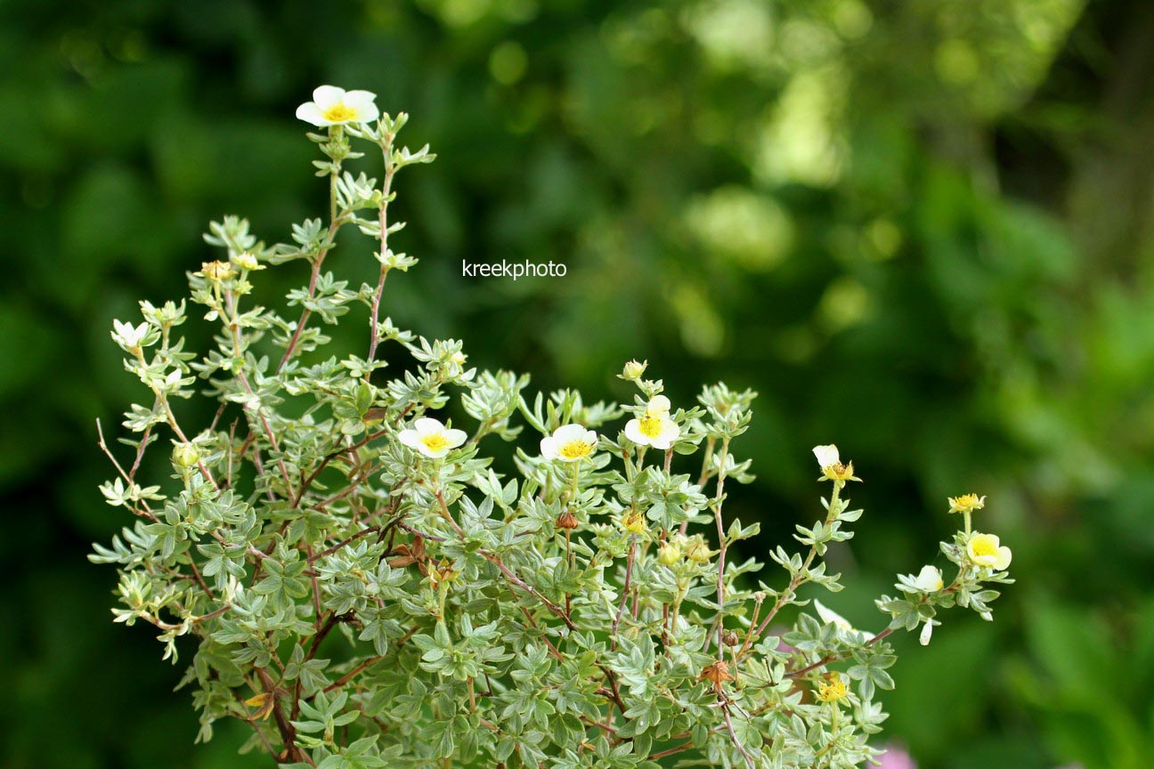 Potentilla fruticosa 'Vilmoriniana'