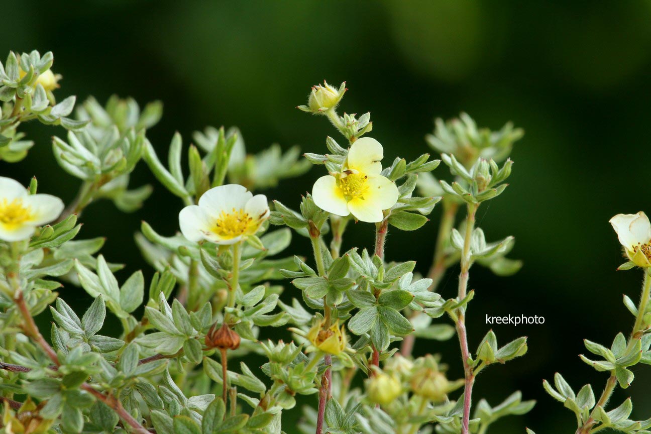 Potentilla fruticosa 'Vilmoriniana'