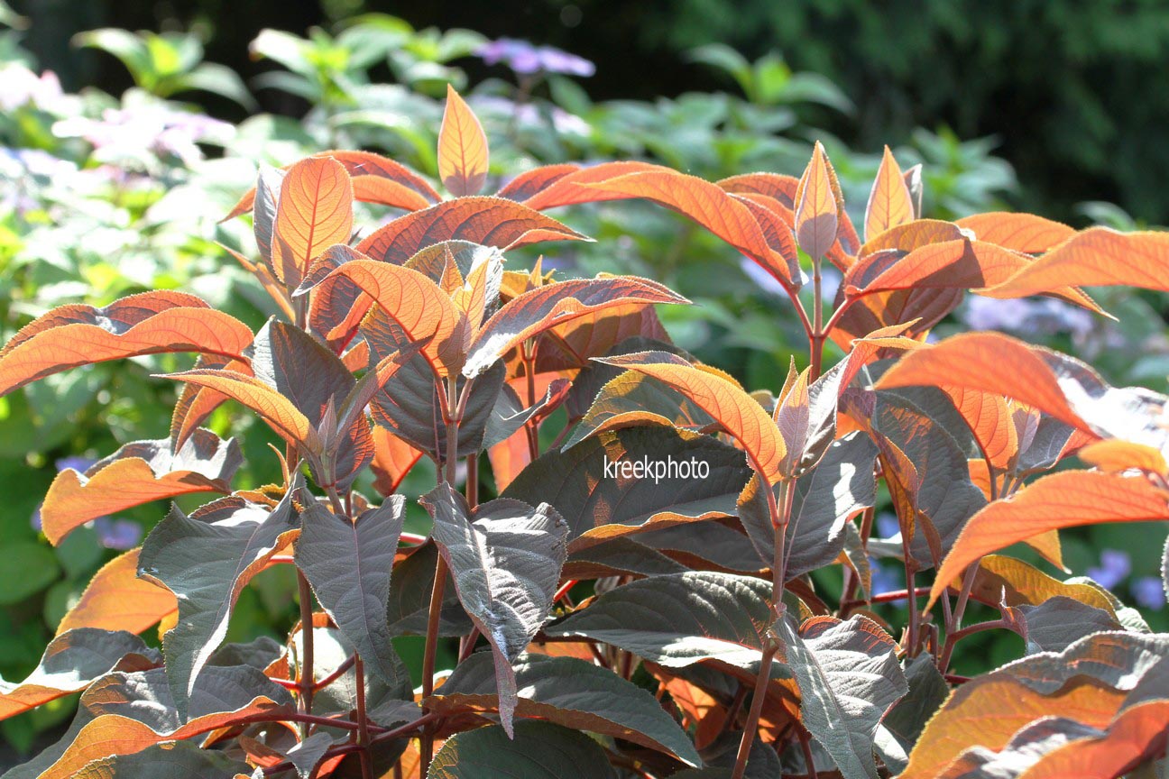 Hydrangea aspera 'Haopr012' (HOT CHOCOLATE)