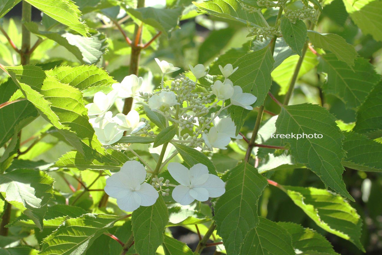 Hydrangea paniculata 'Cov' (LEVANA)