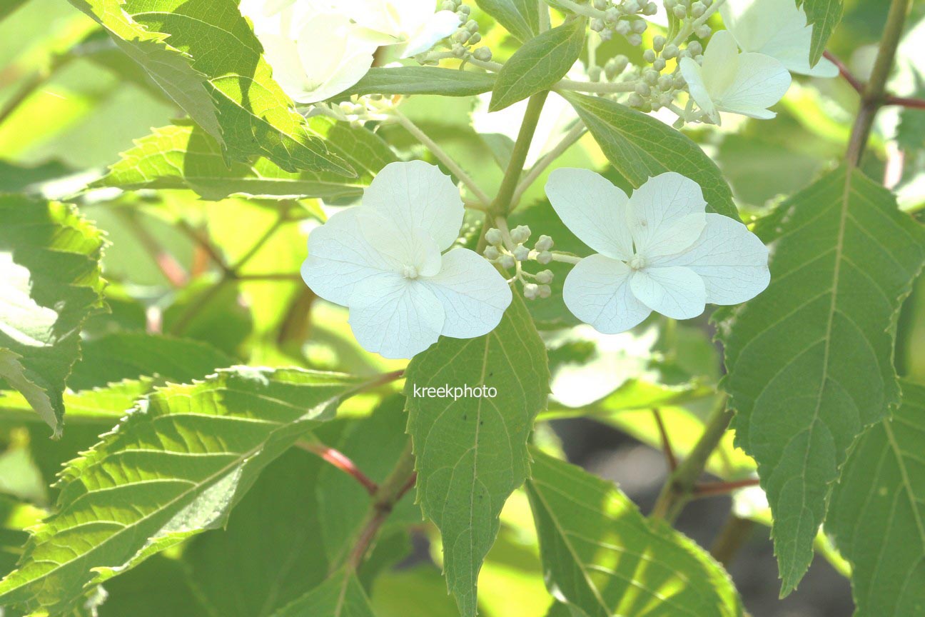 Hydrangea paniculata 'Cov' (LEVANA)