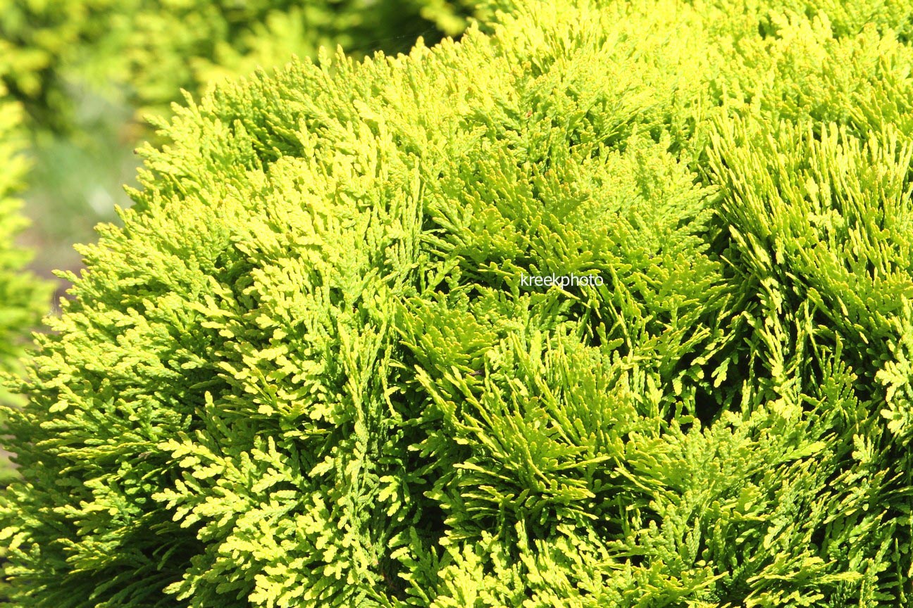 Thuja occidentalis 'Mirjam'