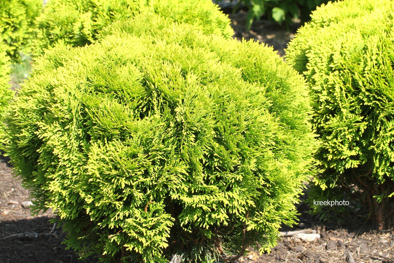 Thuja occidentalis 'Mirjam'