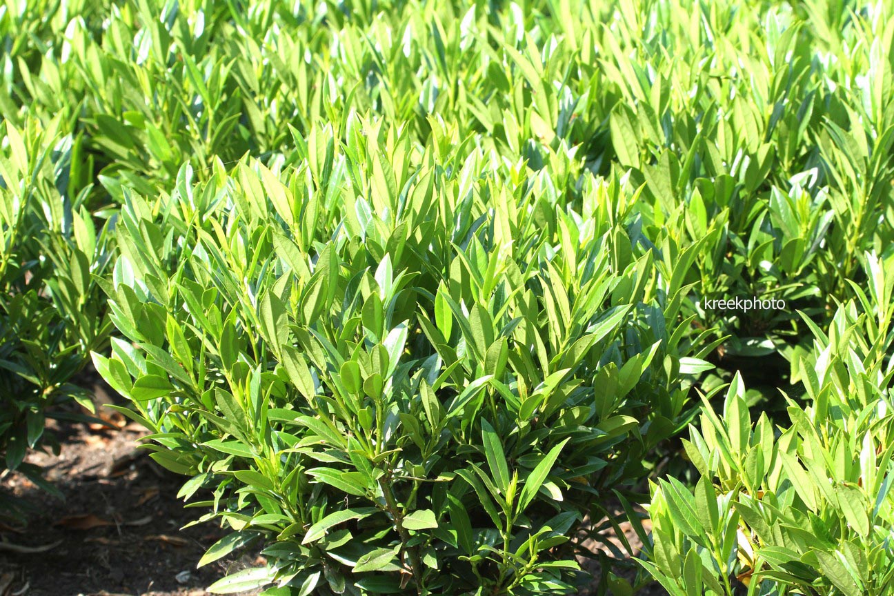 Prunus laurocerasus 'Gajo'