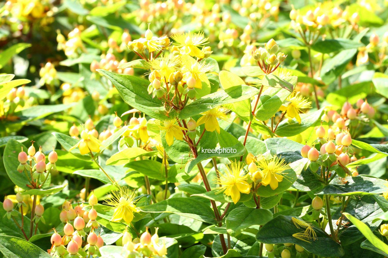 Hypericum inodorum 'Kolmbeau' (MAGICAL BEAUTY)