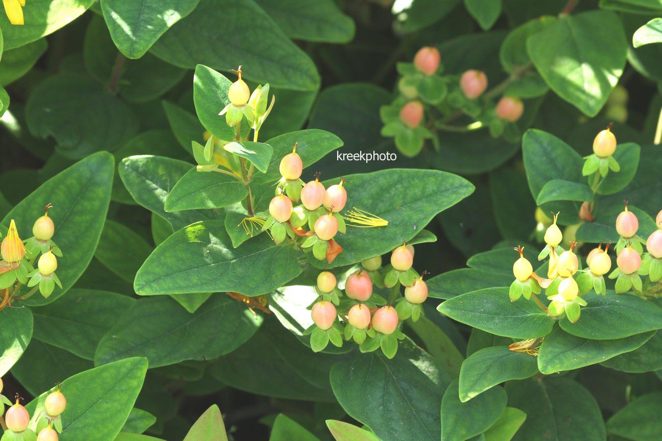 Hypericum inodorum 'Kolmbeau' (MAGICAL BEAUTY)