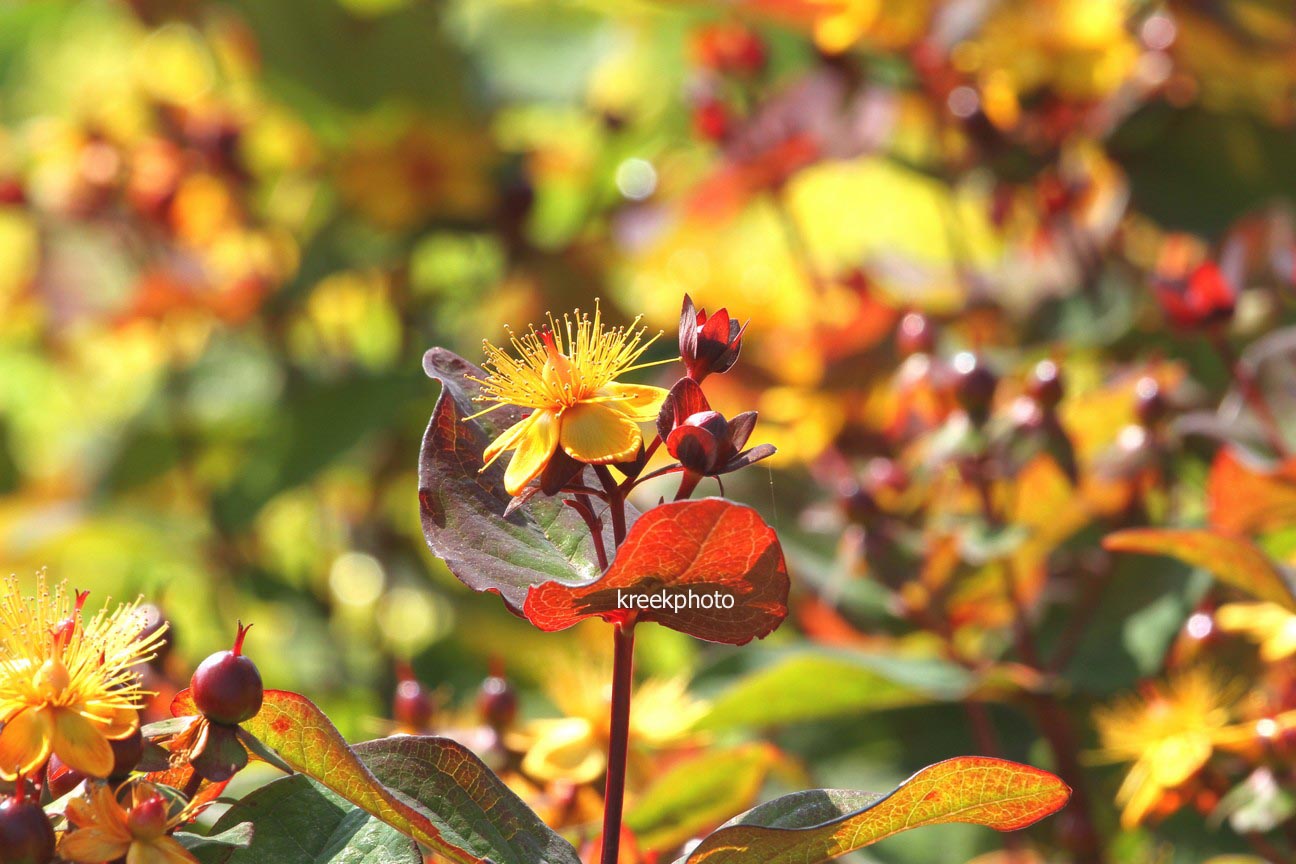 Hypericum inodorum 'Kolmuni' (MAGICAL UNIVERSE)
