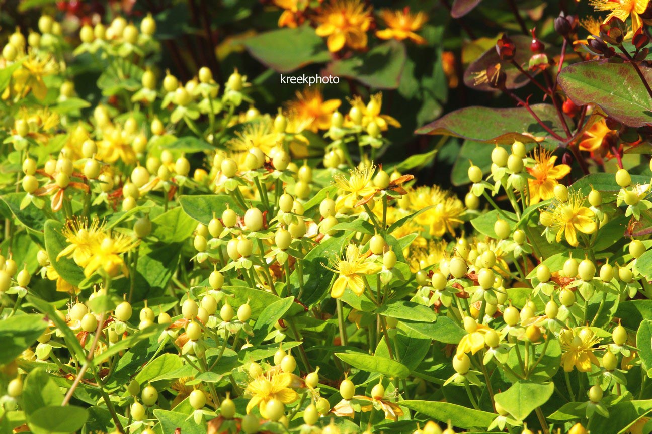 Hypericum inodorum 'Kolmasun' (MAGICAL SUNSHINE)
