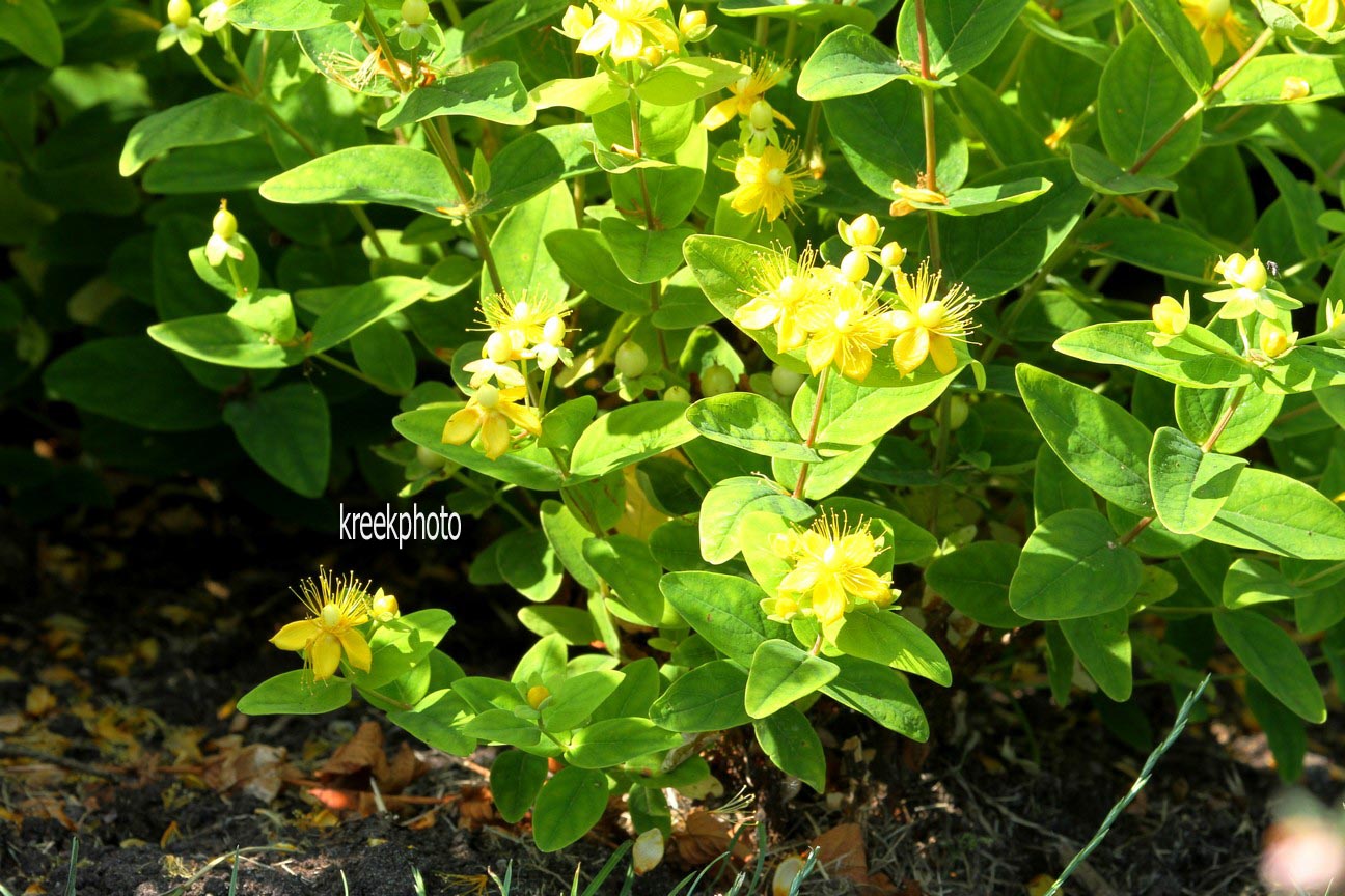 Hypericum inodorum 'Kolmasun' (MAGICAL SUNSHINE)