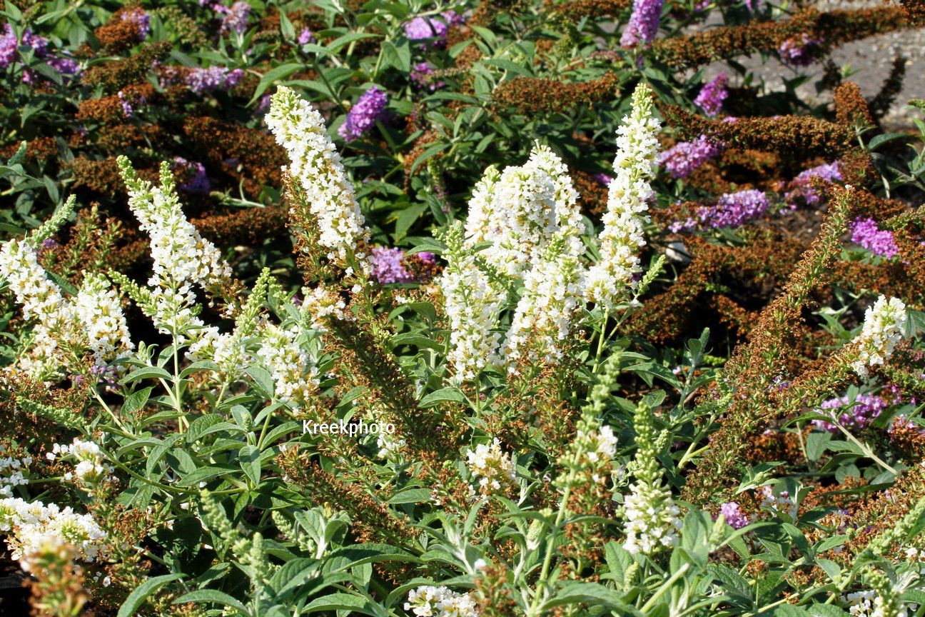 Buddleja davidii 'White Chip'