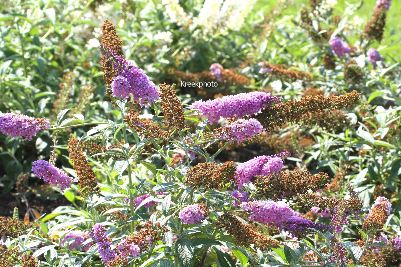 Buddleja davidii 'Lilac Chip'