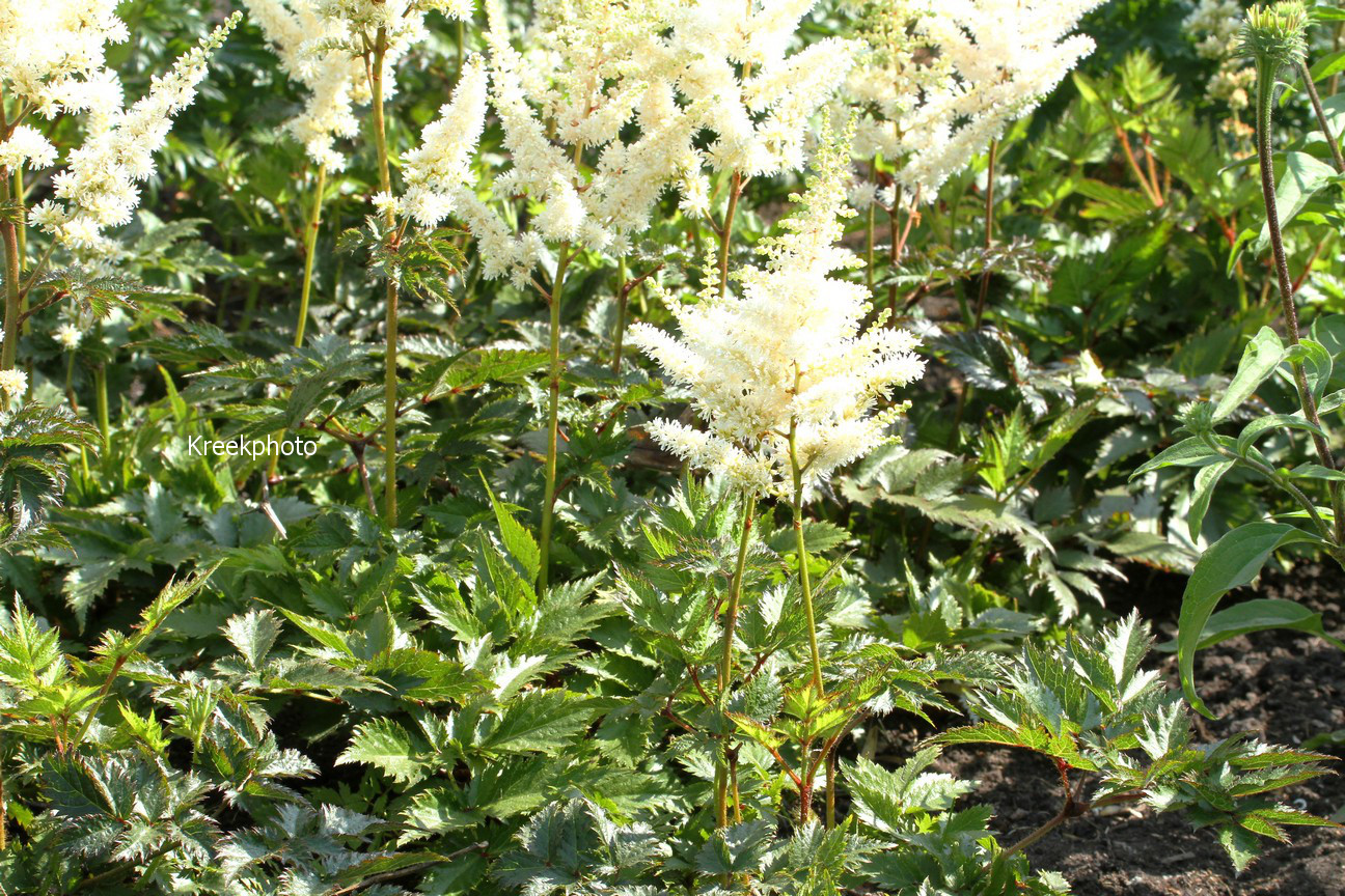 Astilbe chinensis 'Vision in White'