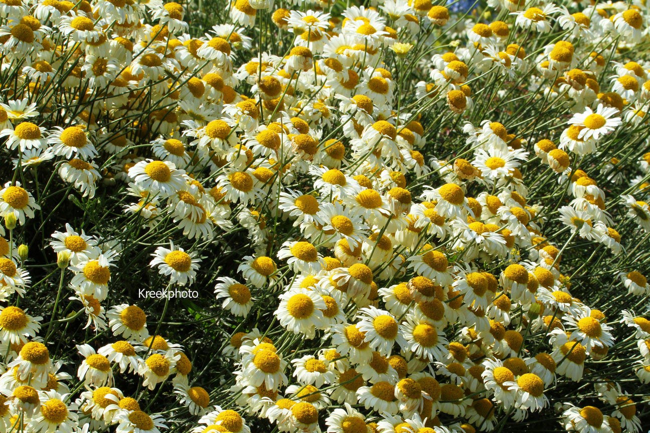 Anthemis tinctoria 'Lemon Ice'