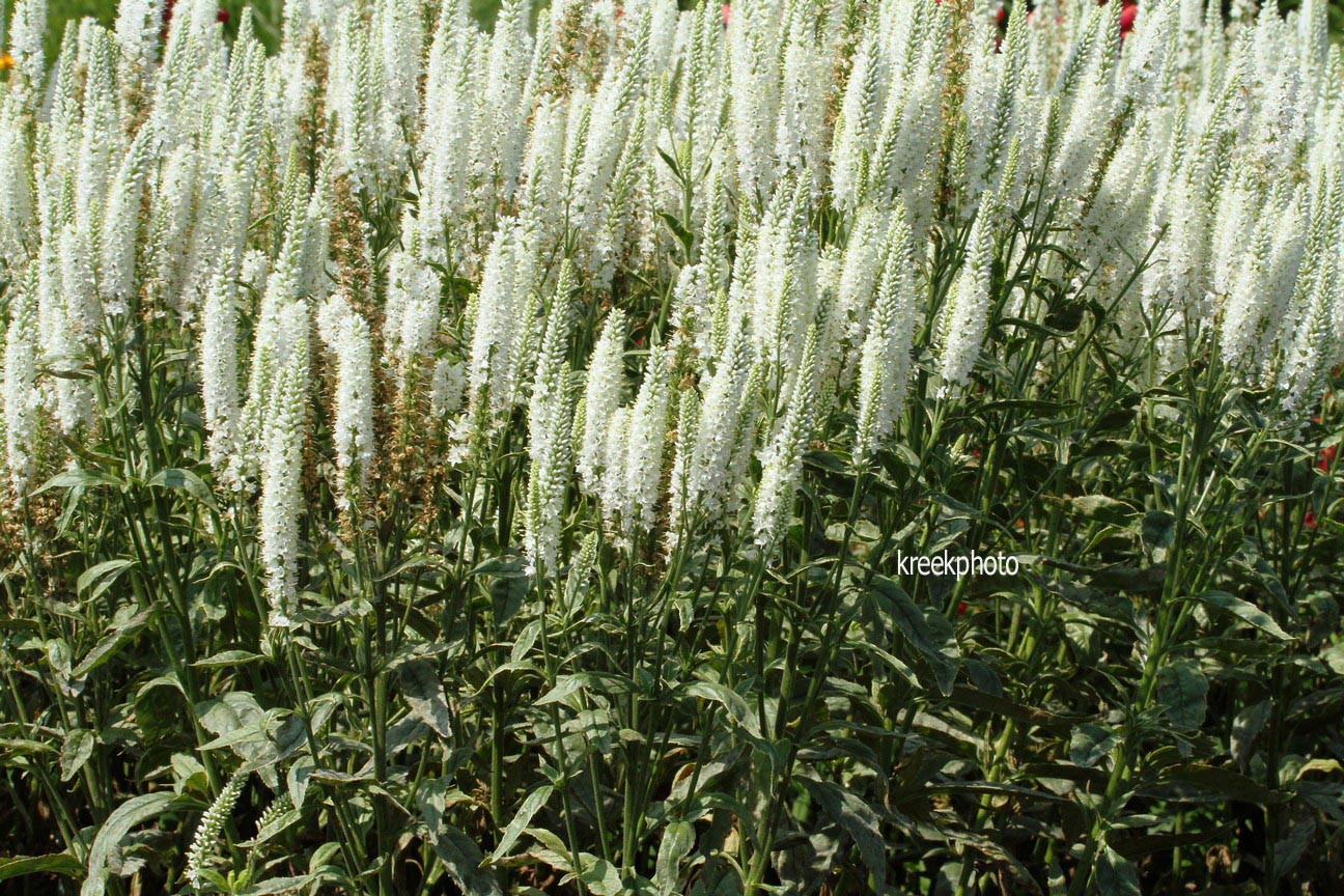 Veronica longifolia 'Charlotte'