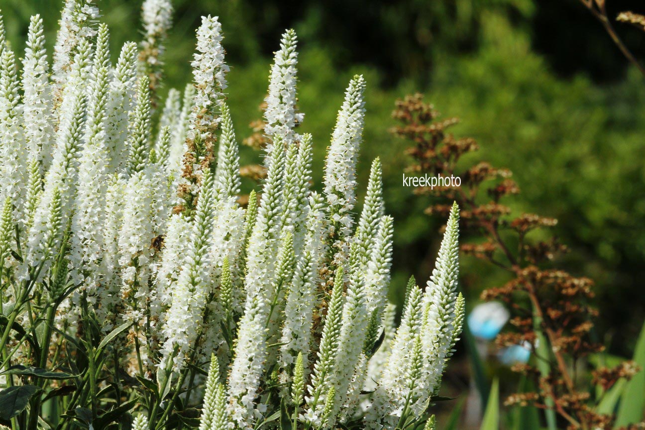 Veronica longifolia 'Charlotte'
