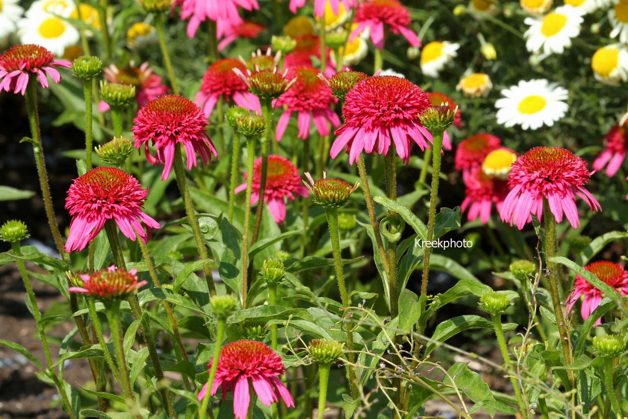Echinacea purpurea 'Piccolino'
