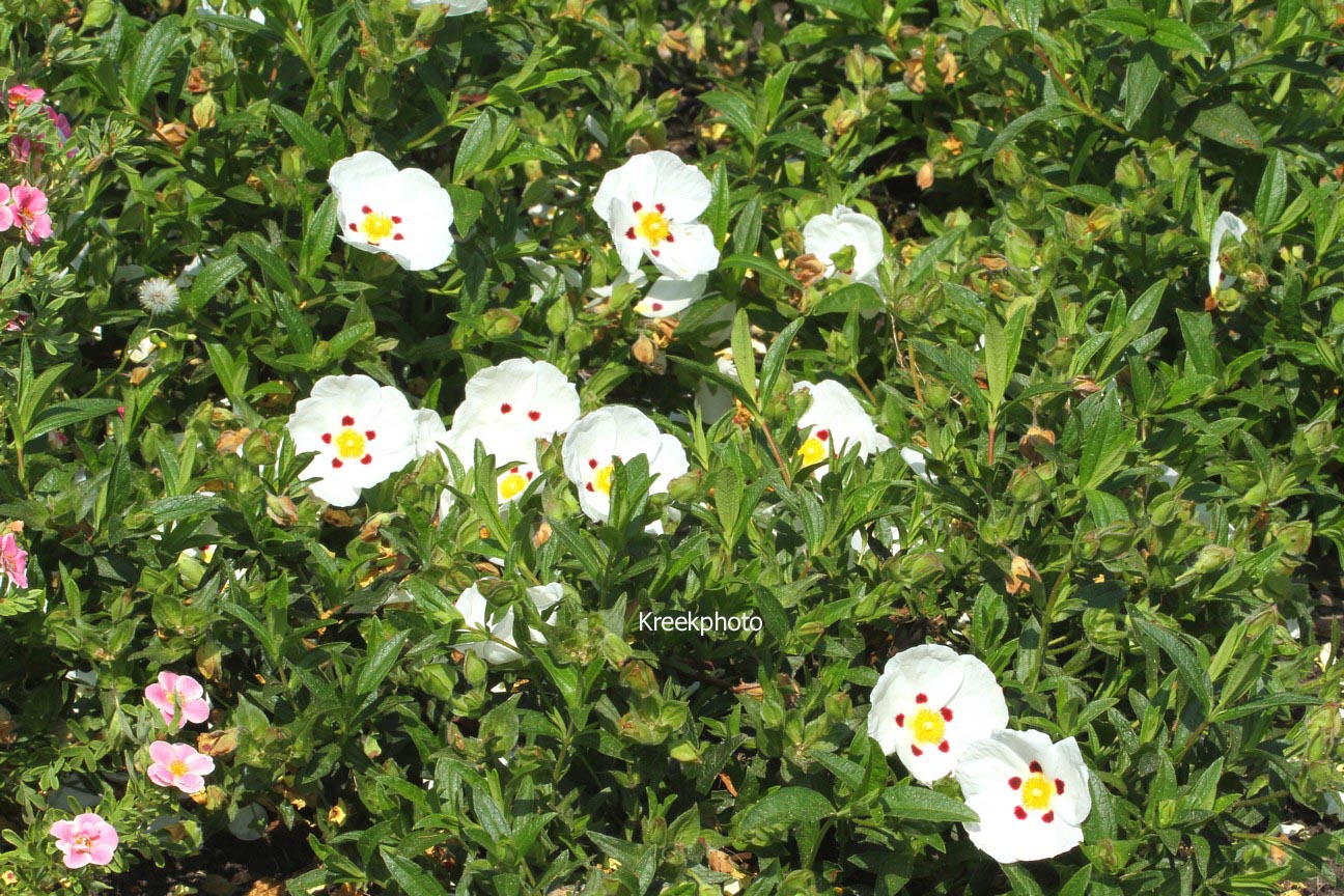 Cistus dansereaui 'Decumbens'