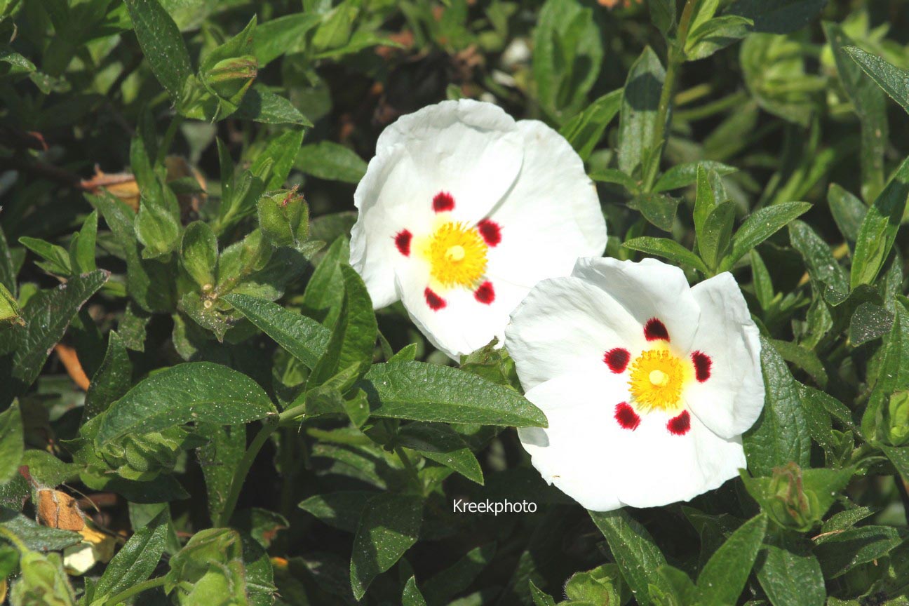 Cistus dansereaui 'Decumbens'