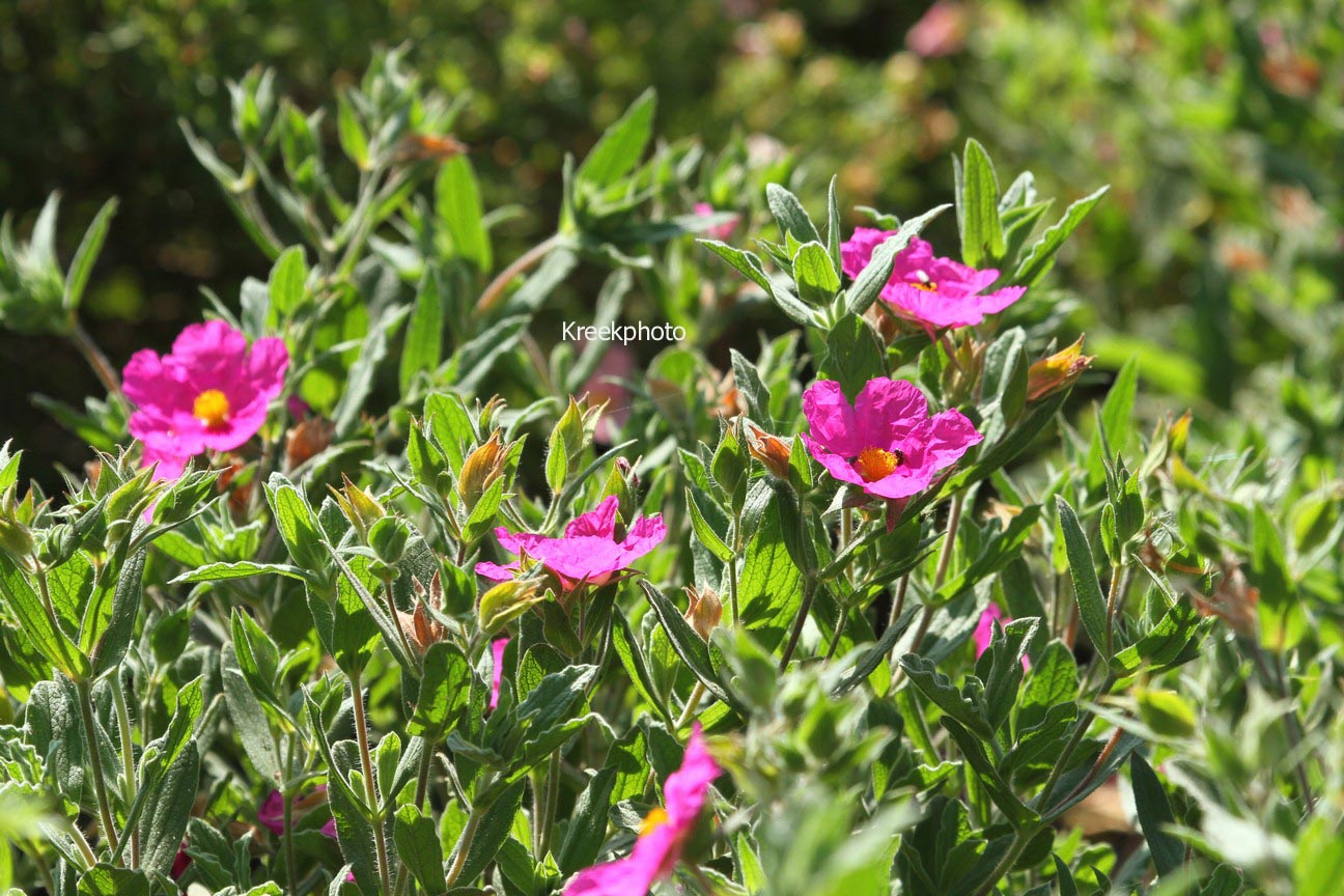 Cistus pulverulentus 'Sunset'