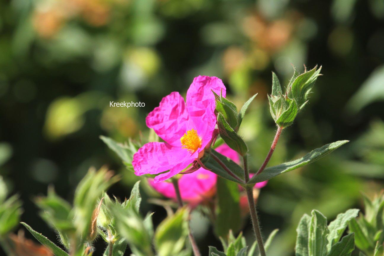 Cistus pulverulentus 'Sunset'