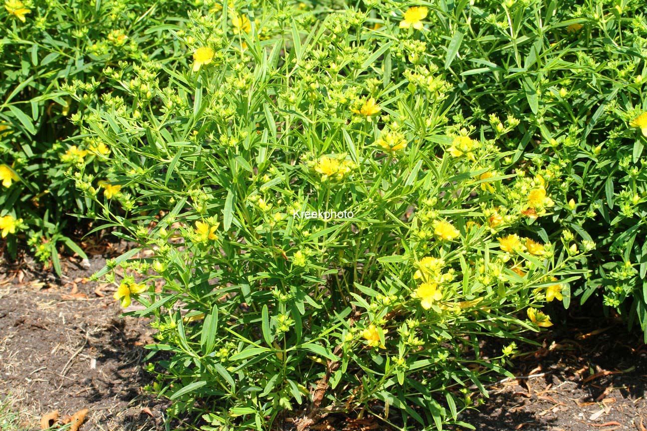 Hypericum kalmianum 'Deppe' (SUNNY BOULEVARD)