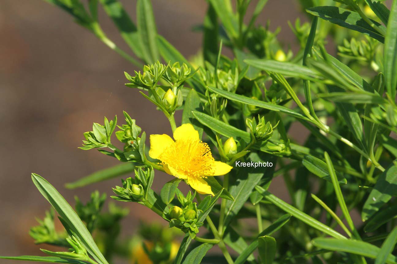 Hypericum kalmianum 'Deppe' (SUNNY BOULEVARD)
