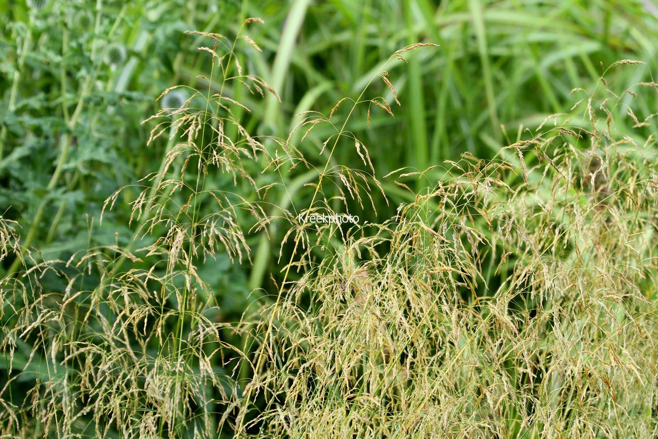 Deschampsia cespitosa 'Goldschleier'