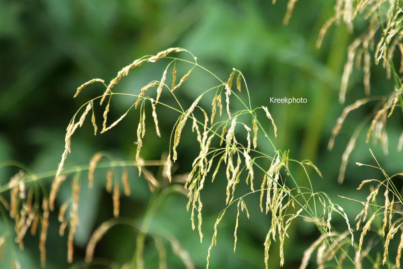 Deschampsia cespitosa 'Goldschleier'