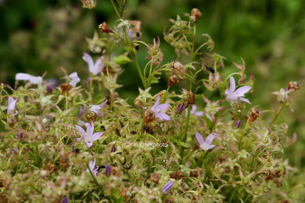 Campanula poscharskyana 'Lisduggan Variety'