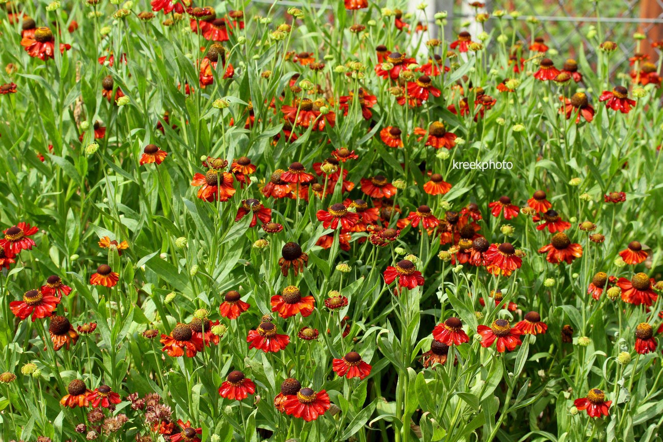 Helenium 'Kupferzwerg'