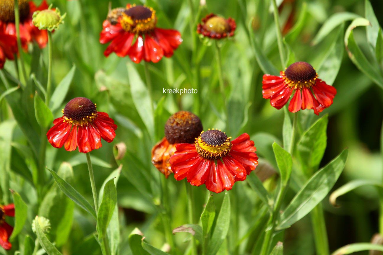 Helenium 'Kupferzwerg'