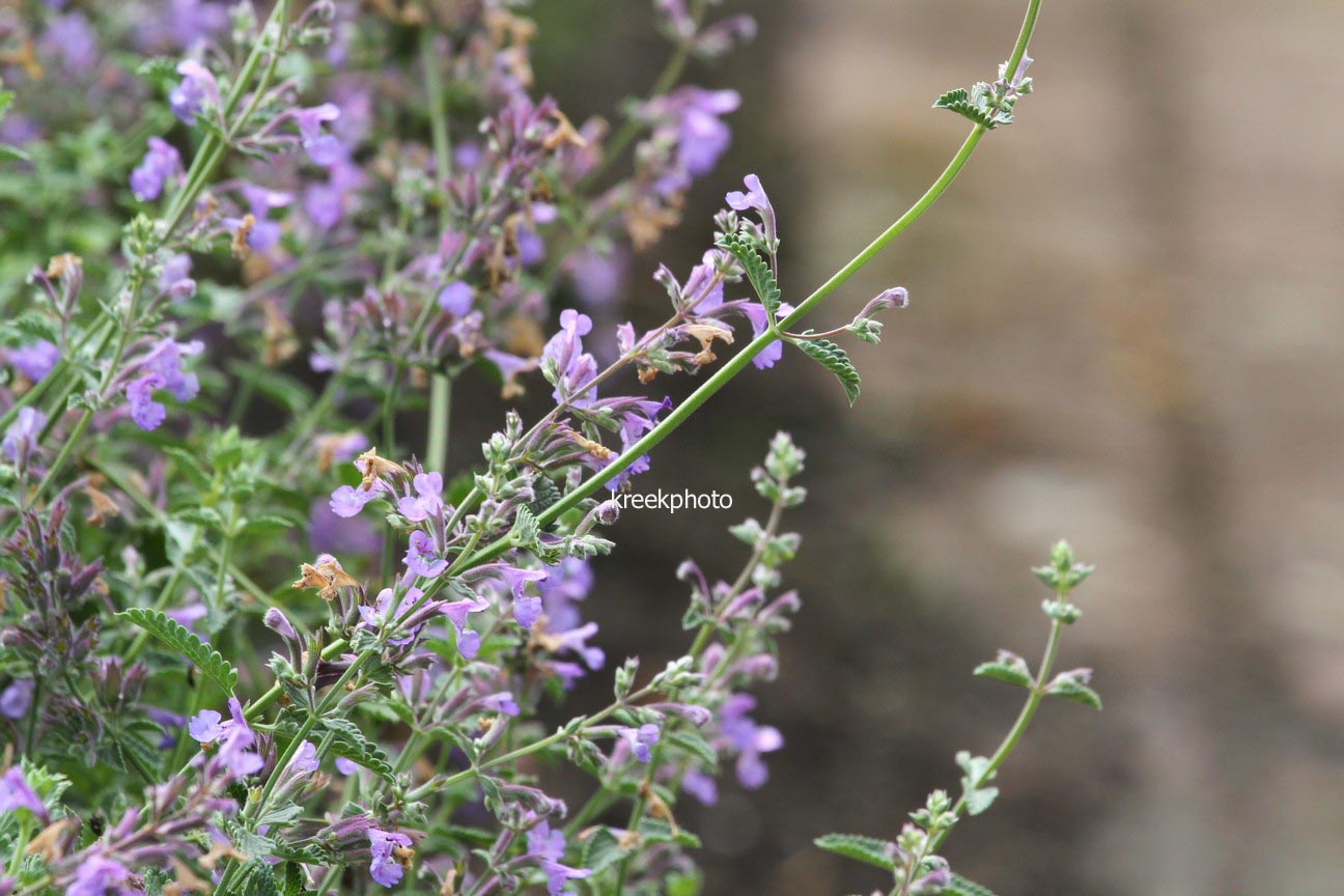 Nepeta 'Walker's Low'