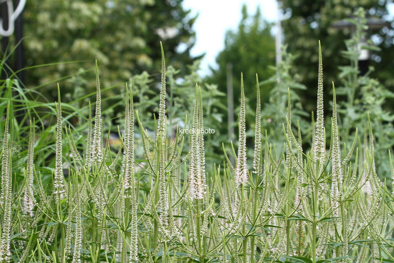 Veronicastrum virginicum 'Roseum'