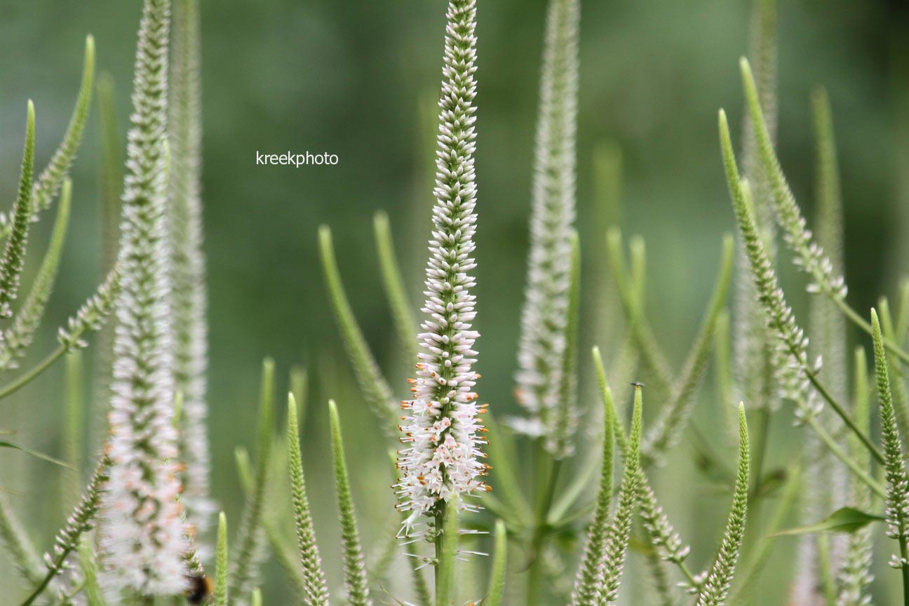 Veronicastrum virginicum 'Roseum'