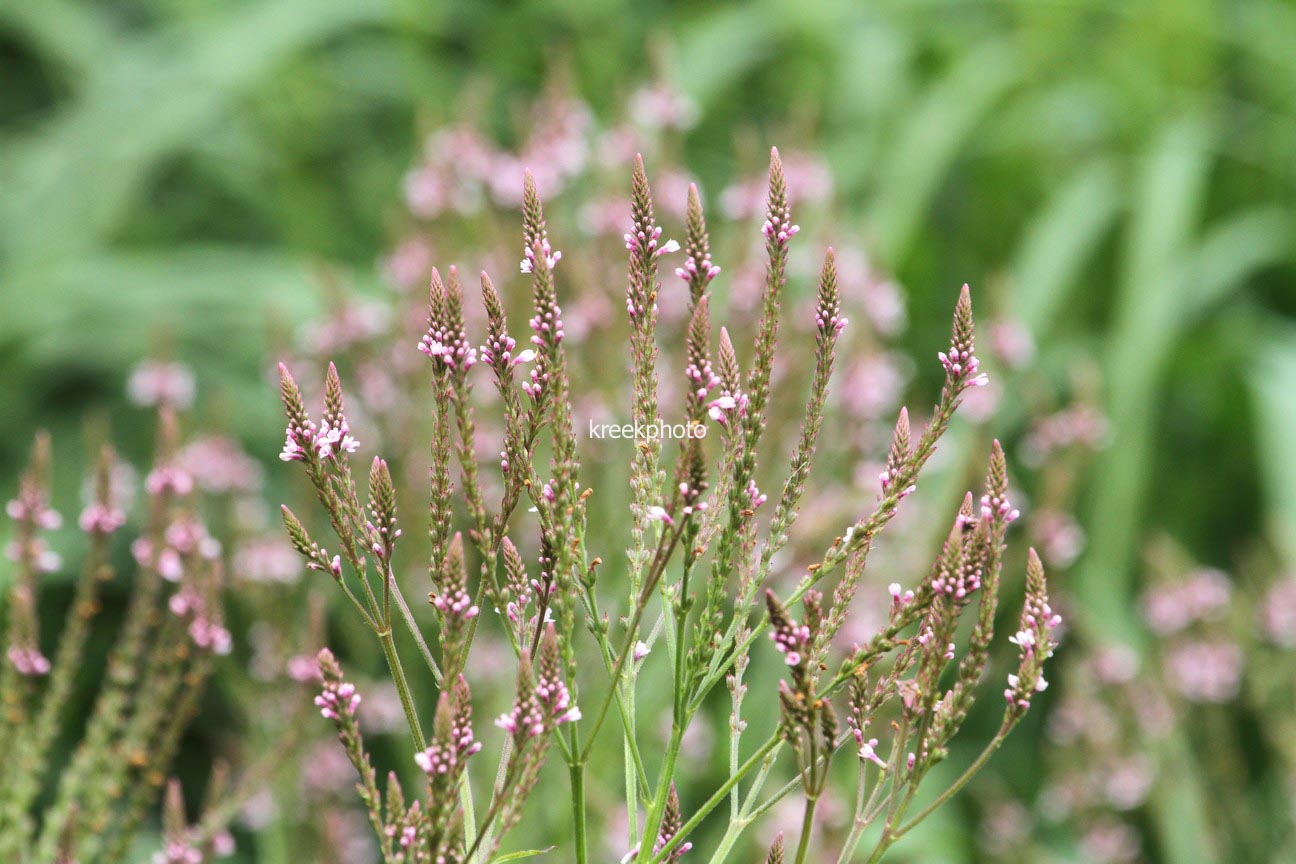 Verbena hastata