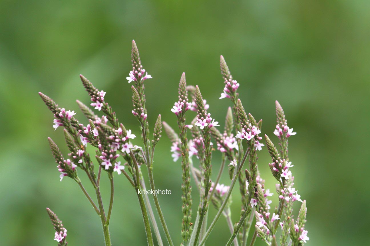 Verbena hastata