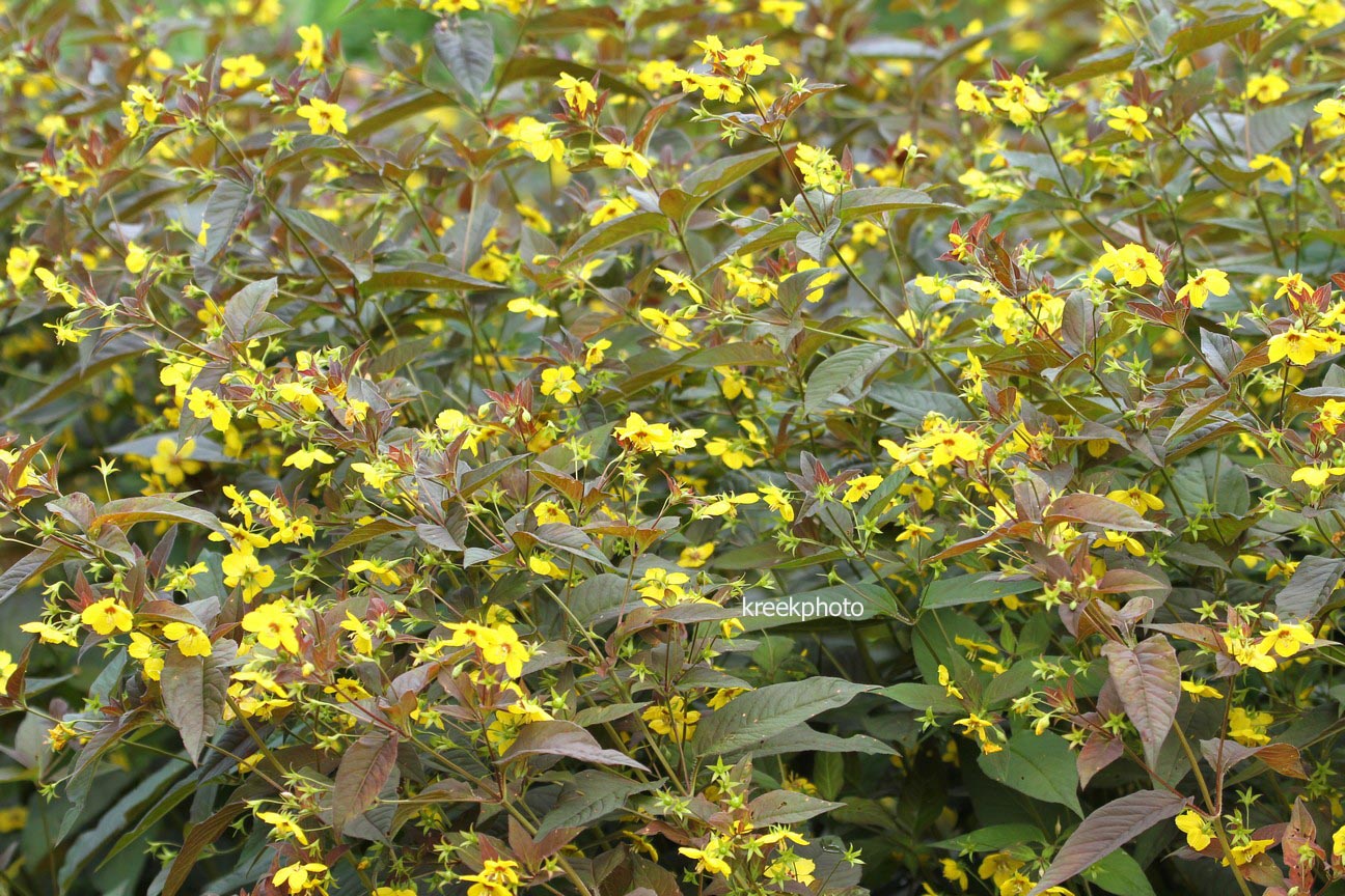 Lysimachia ciliata 'Firecracker'