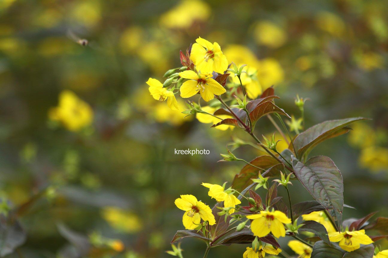 Lysimachia ciliata 'Firecracker'