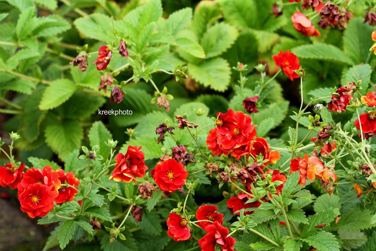 Potentilla 'Volcan'