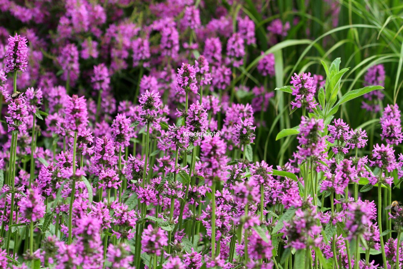 Stachys monnieri 'Hummelo'