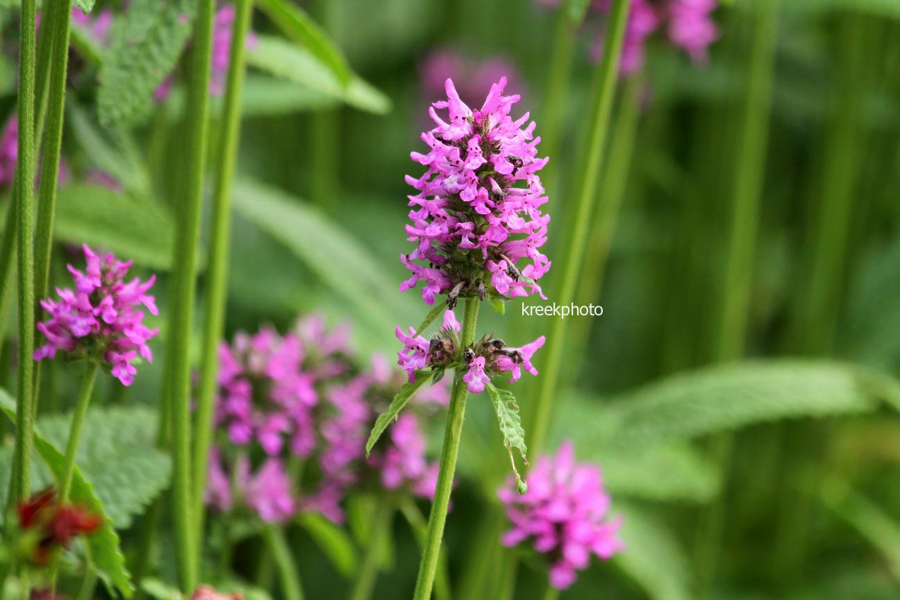 Stachys monnieri 'Hummelo'