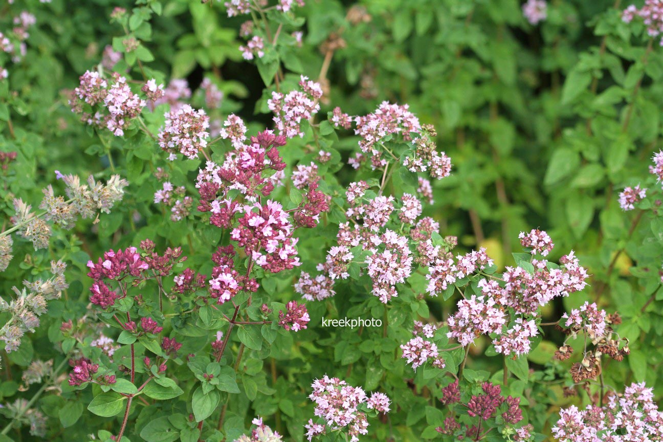 Origanum 'Rosenkuppel'