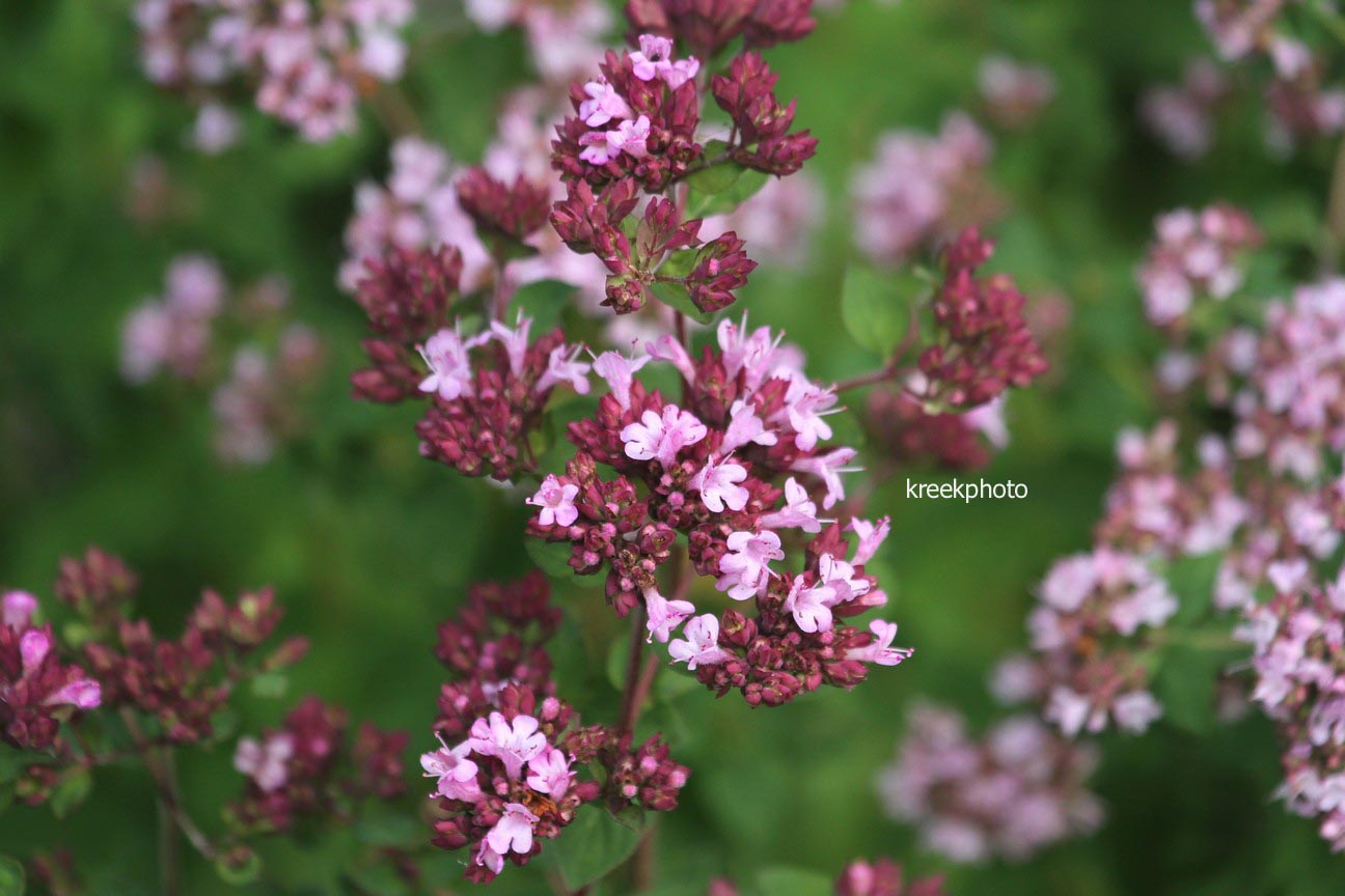 Origanum 'Rosenkuppel'