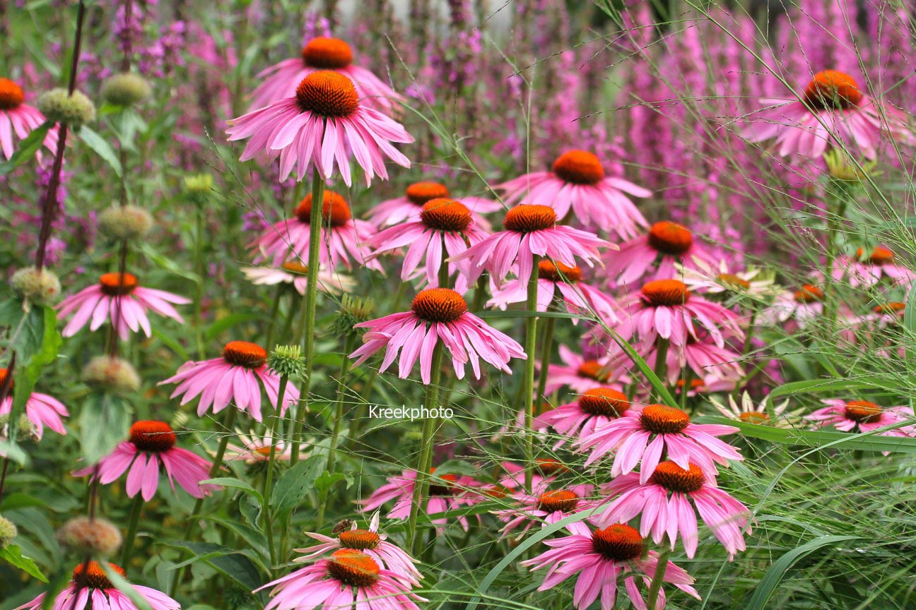 Echinacea purpurea